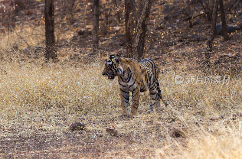 孟加拉虎，Ranthambore -印度